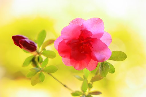春の日差し