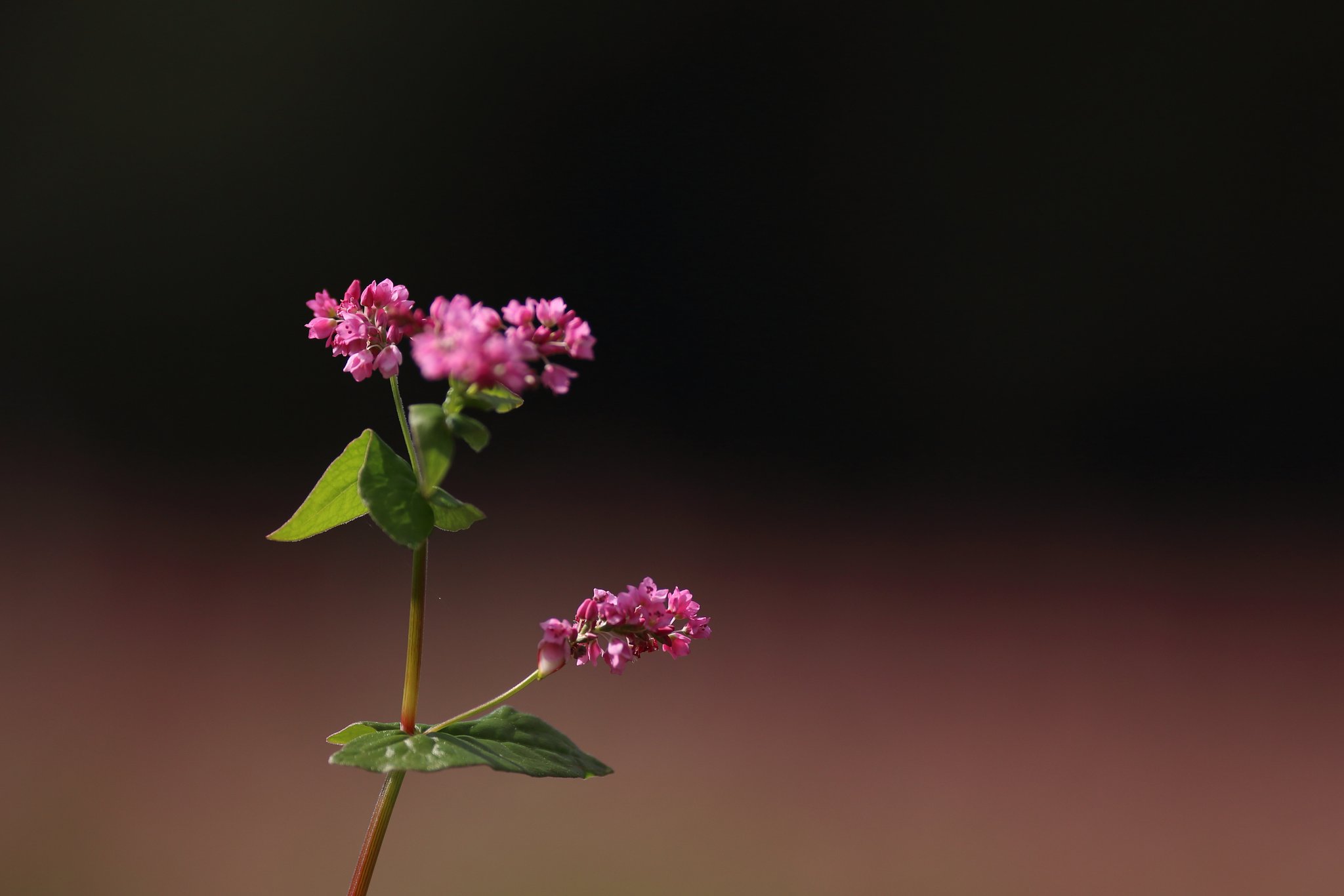 赤蕎麦の花（高嶺ルビー）