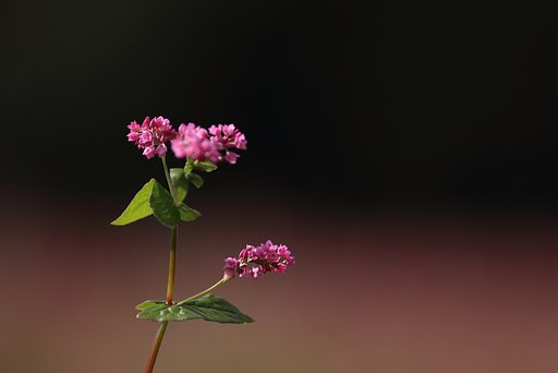 赤蕎麦の花（高嶺ルビー）