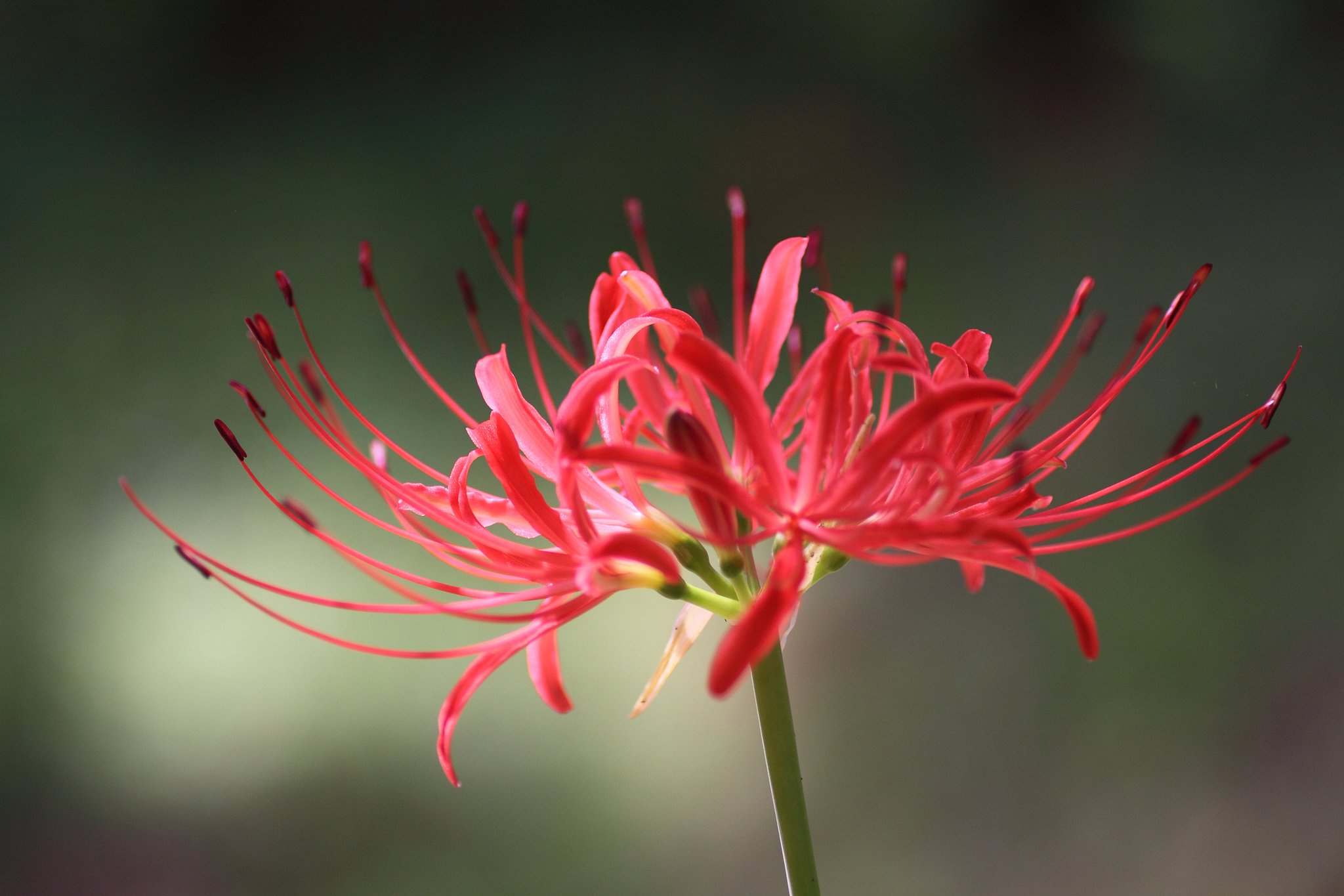 Tamron 90mm f2.8 macro 172E