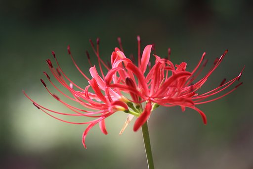 Tamron 90mm f2.8 macro 172E