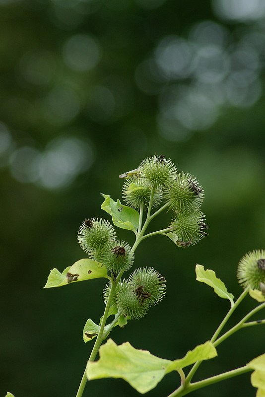 ゴボウの花実