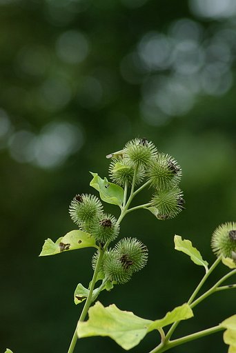 ゴボウの花実