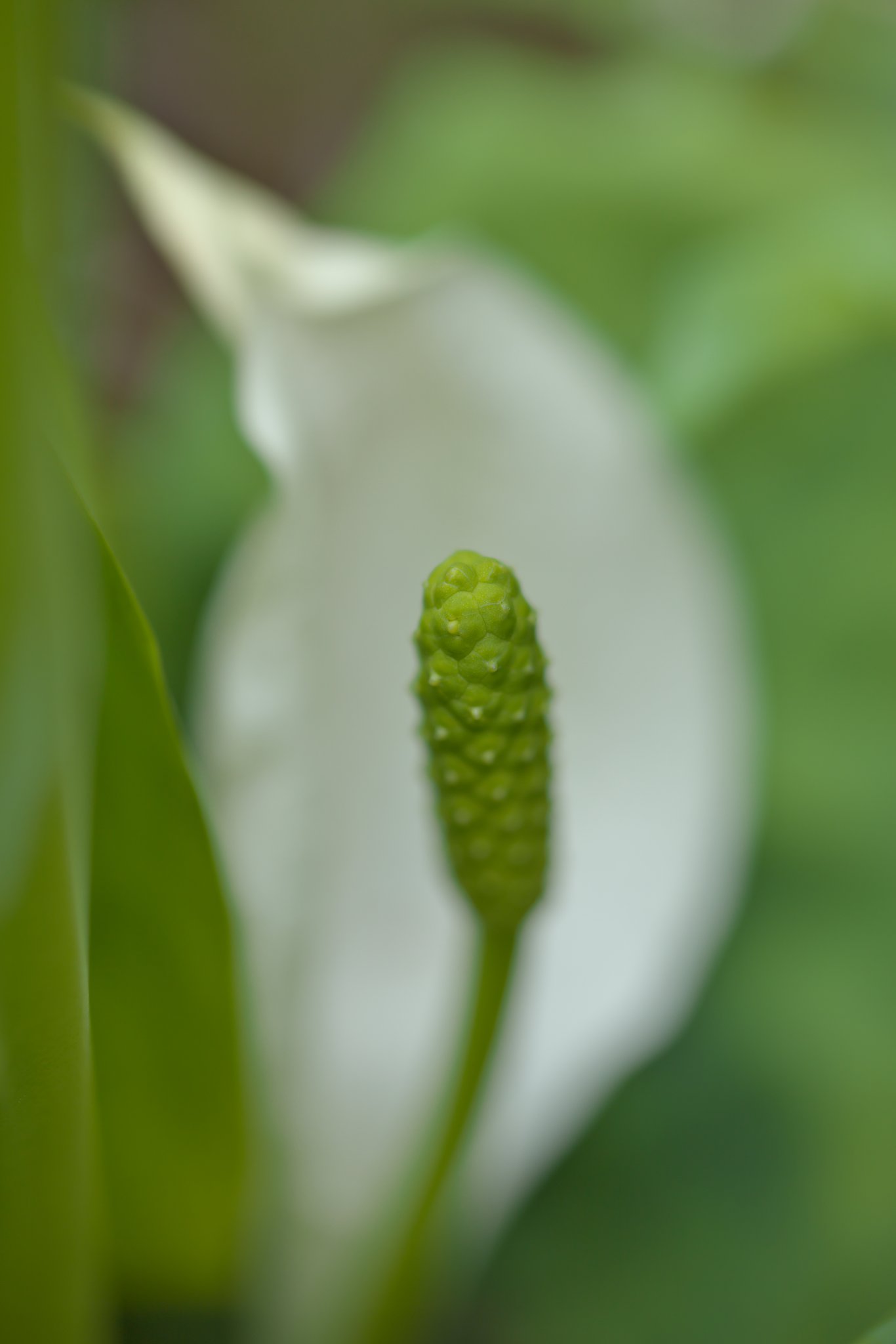 水芭蕉