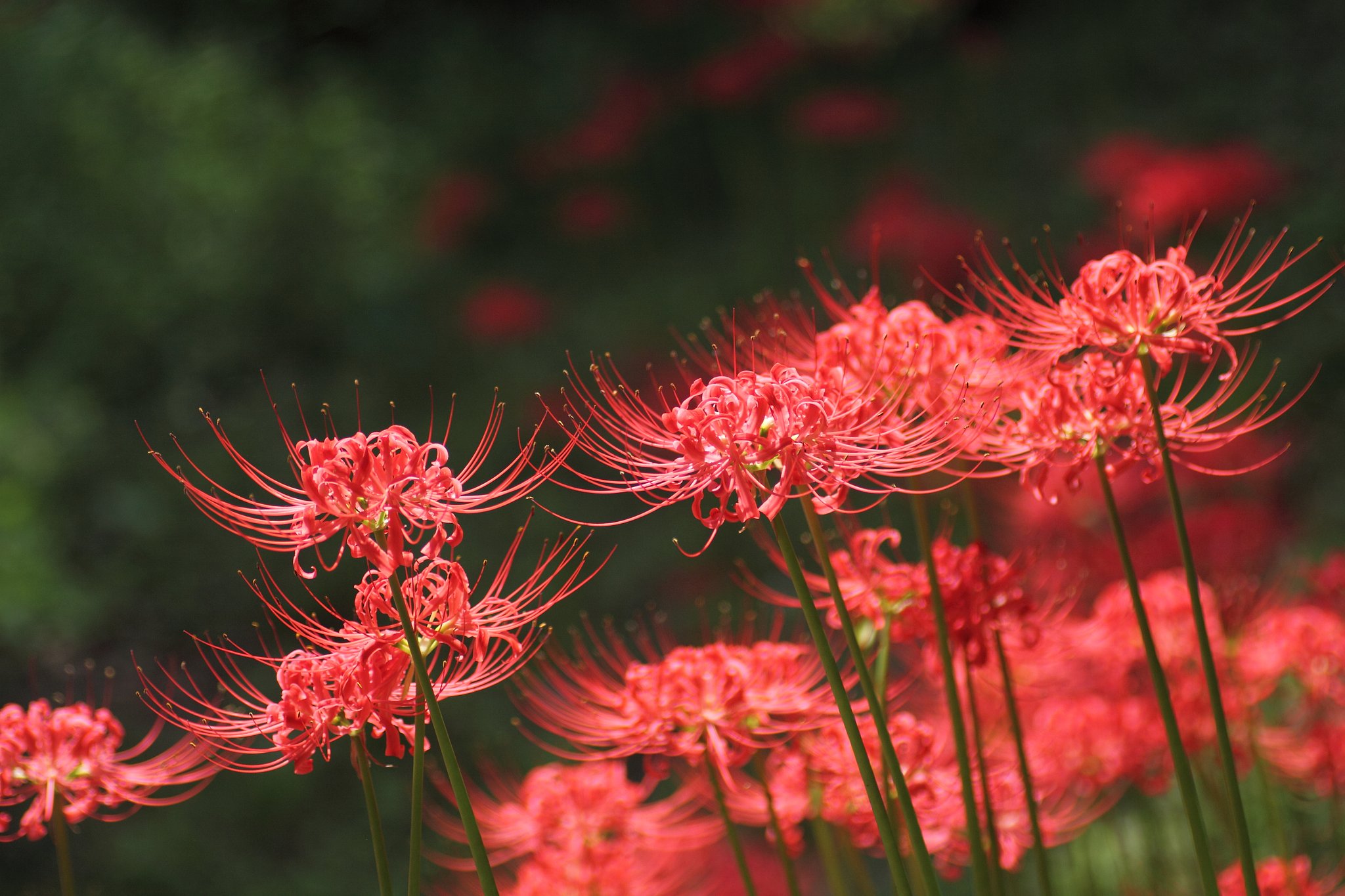 Tamron 90mm f2.8 macro 172E