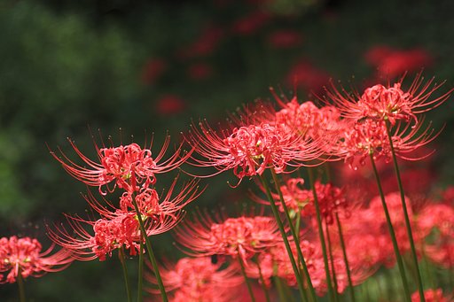 Tamron 90mm f2.8 macro 172E