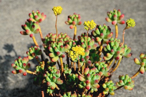 多肉植物