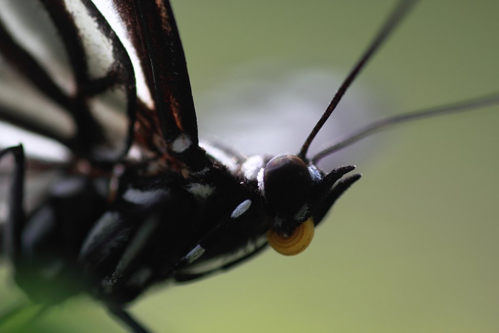 Tamron 90mm f2.8 macro 172E