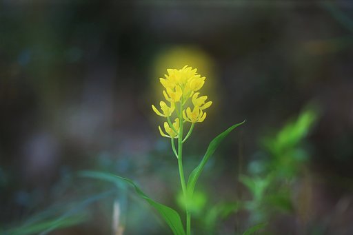 森の奥で点灯