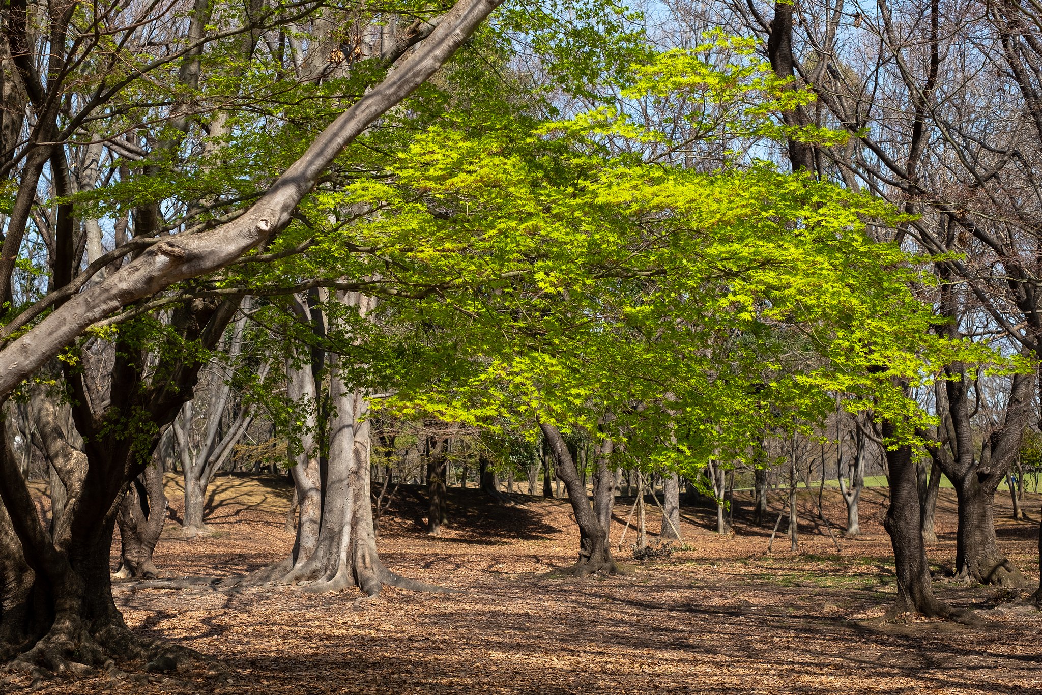 FUJINON XF35mmF1.4 R
