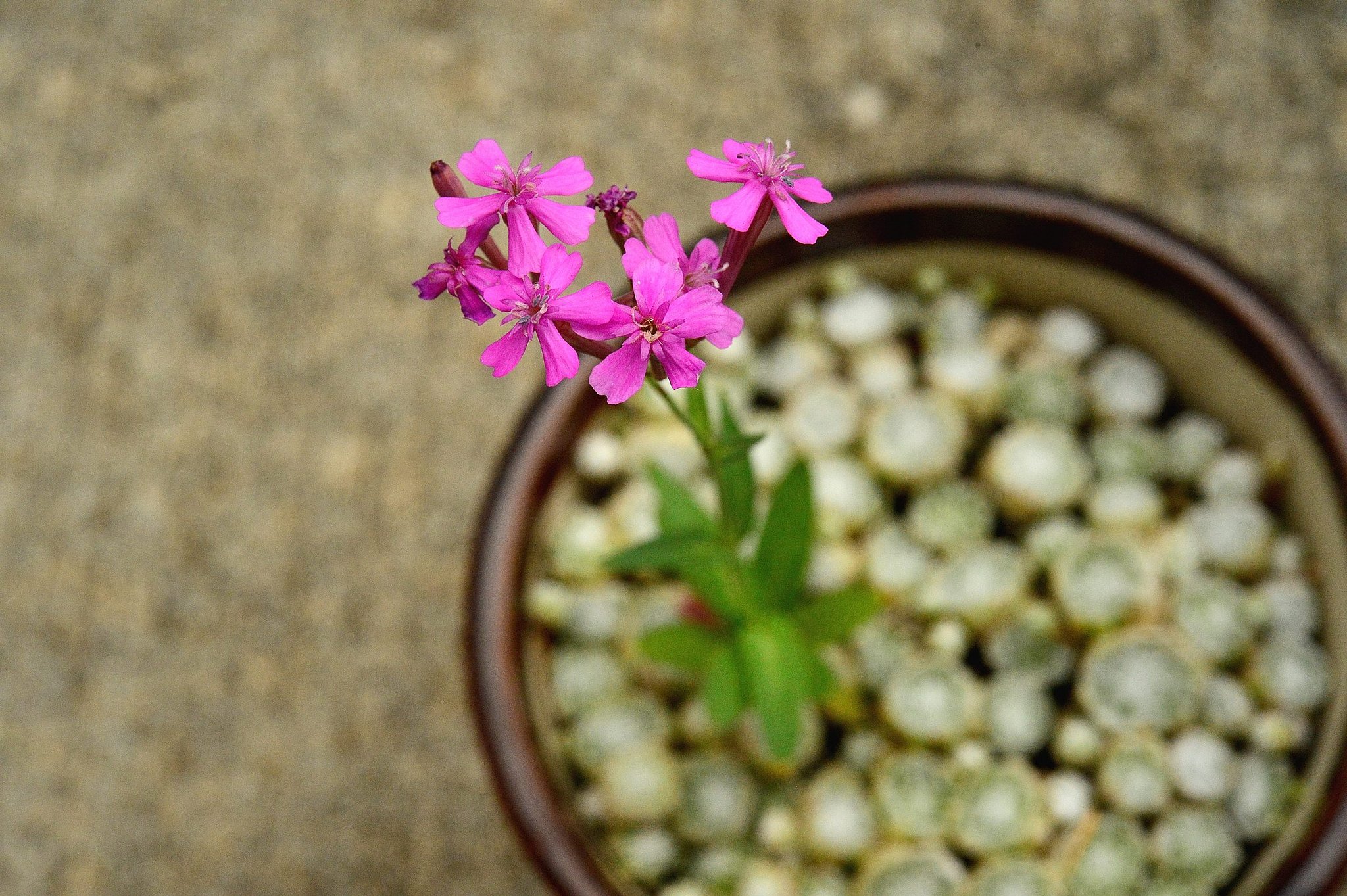 センペルに草花