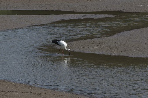 コウノトリ