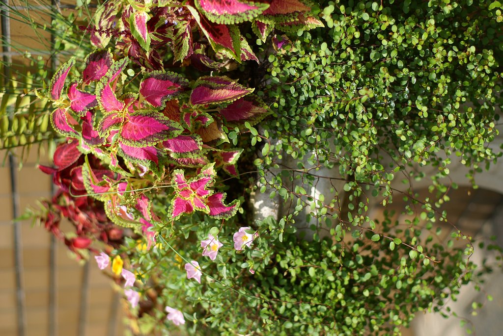 AF50mm F1.4 New