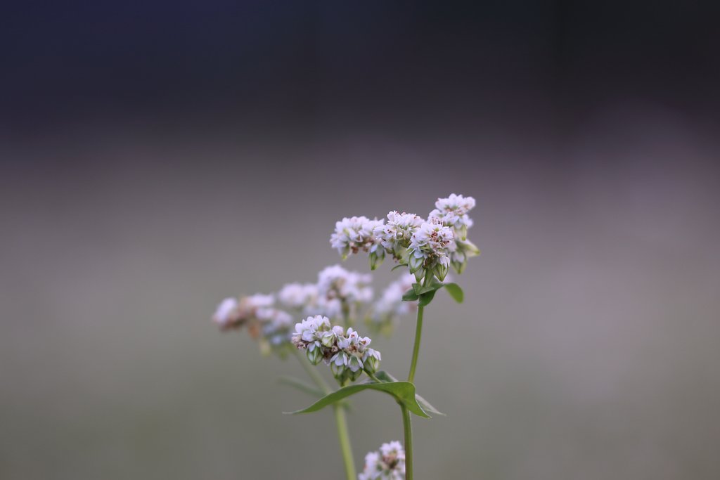 白蕎麦　in　島根県吉賀町