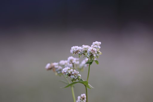 白蕎麦　in　島根県吉賀町
