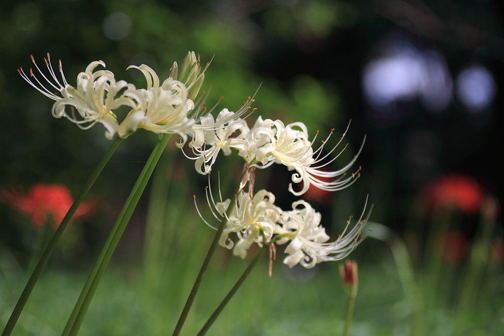 Tamron 90mm f2.8 macro 172E