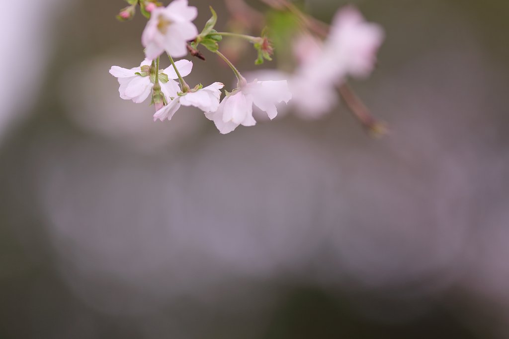 十月桜
