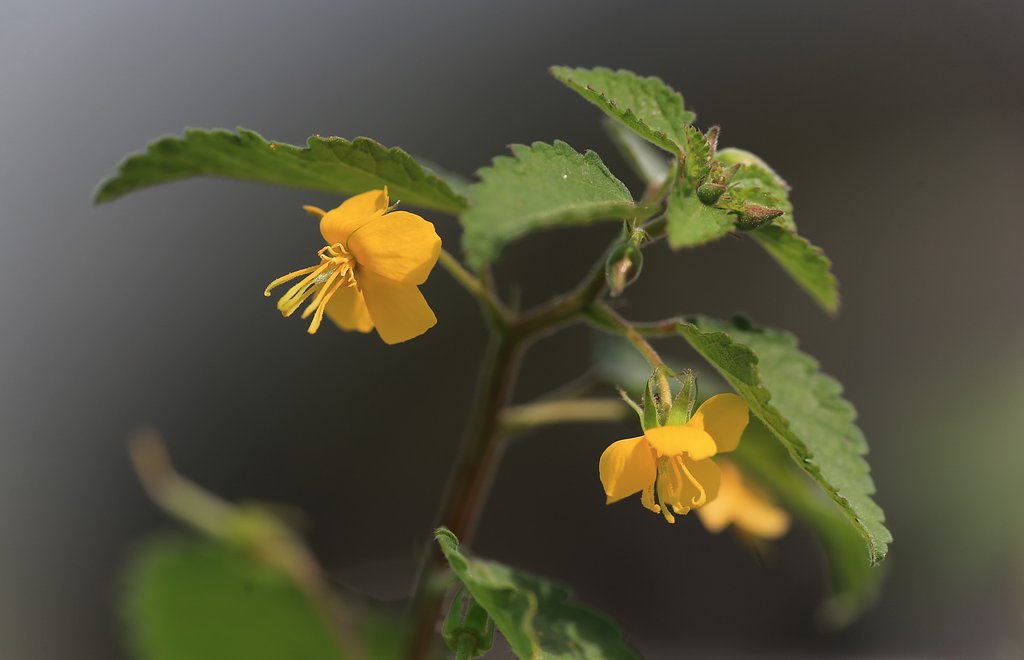 草叢の輝き