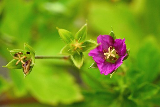 ゲンノショウコ　赤花