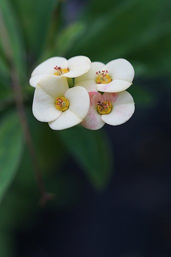 ハナキリン