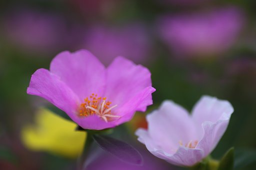 Tamron 90mm f2.8 macro 172E