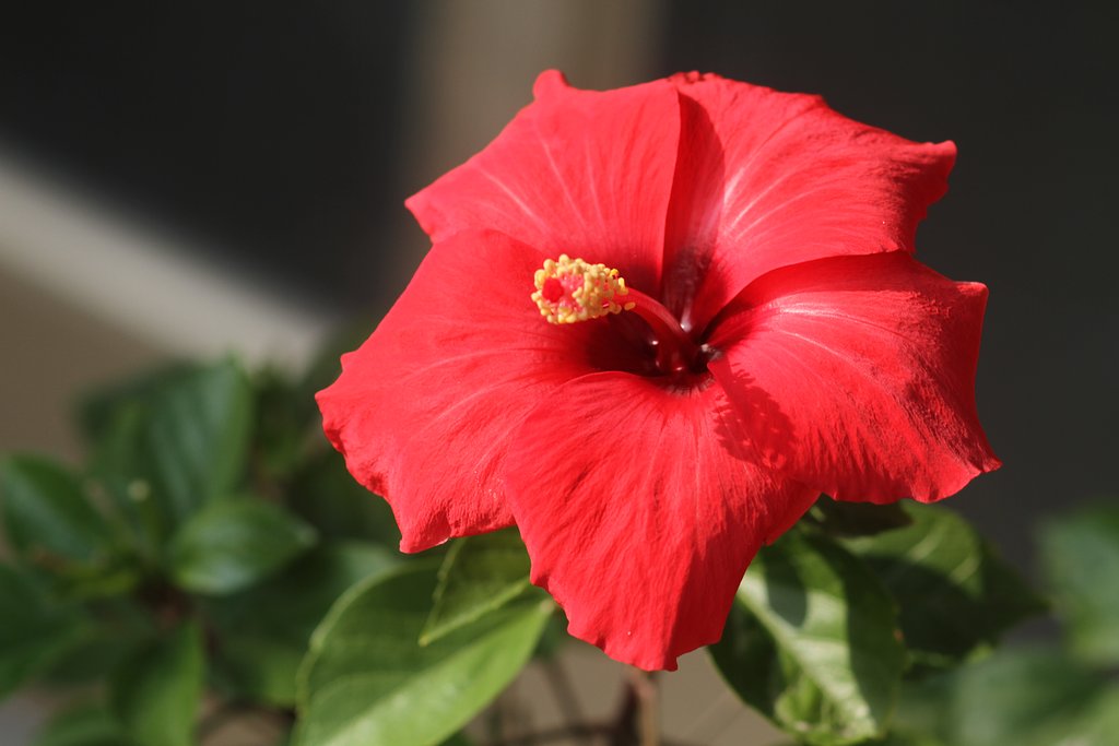 Canon EF100mmF2.8Macro