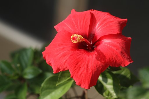 Canon EF100mmF2.8Macro