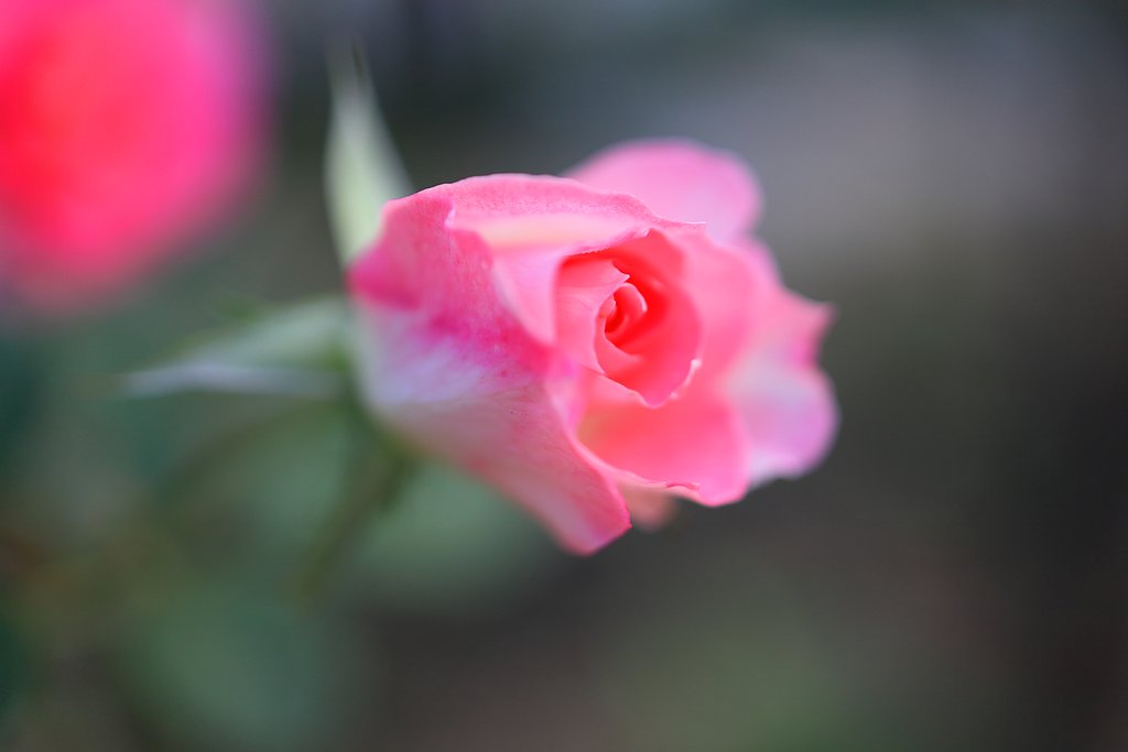 薔薇乙女