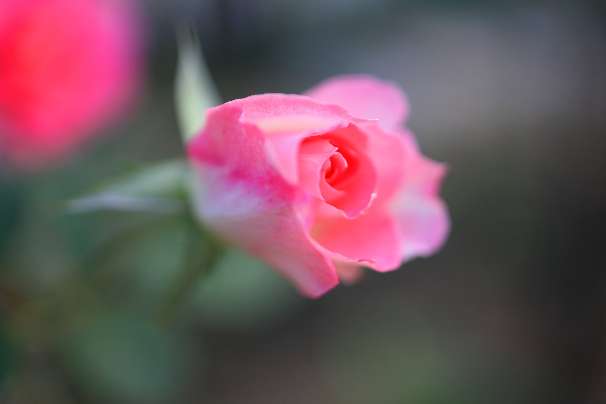 薔薇乙女