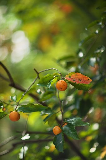 柿紅葉