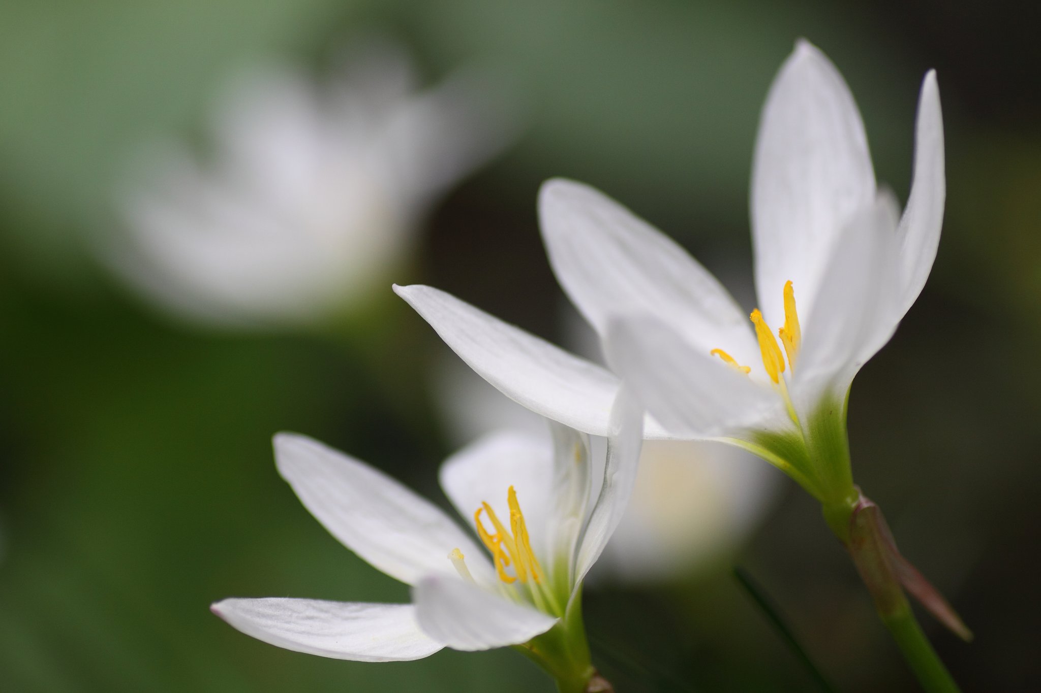 Tamron 90mm f2.8 macro 172E