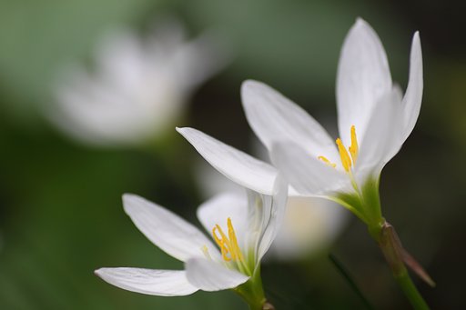 Tamron 90mm f2.8 macro 172E