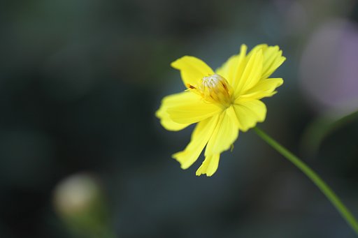 Tamron 90mm f2.8 macro 172E