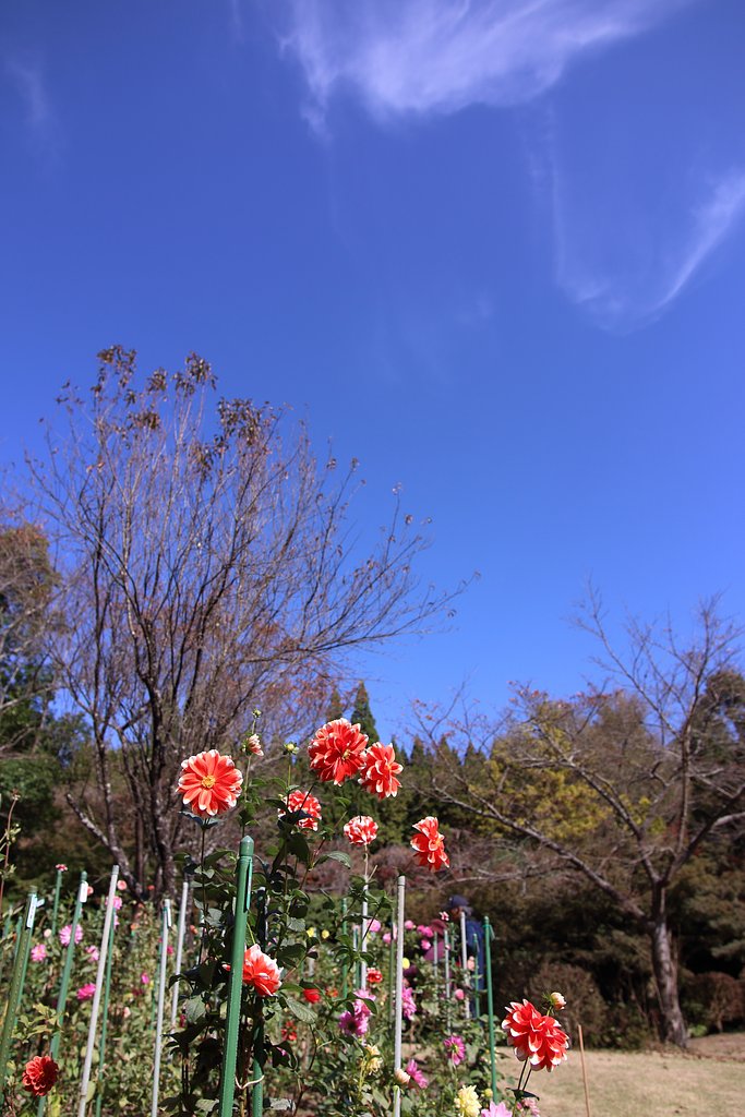 天高くダリア肥ゆる秋