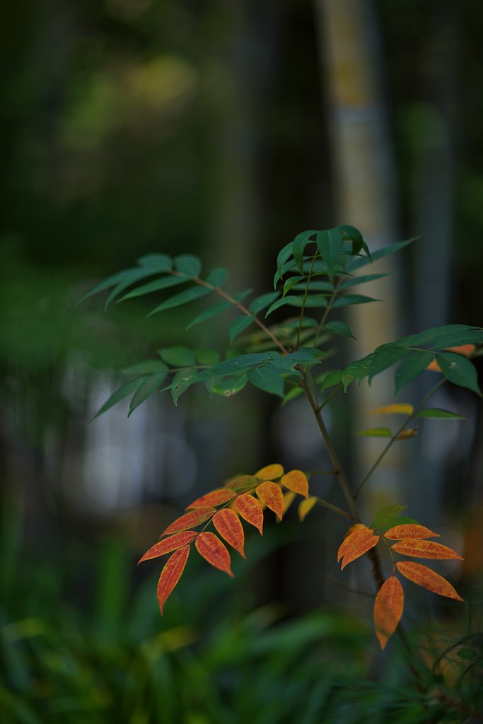 うるし紅葉