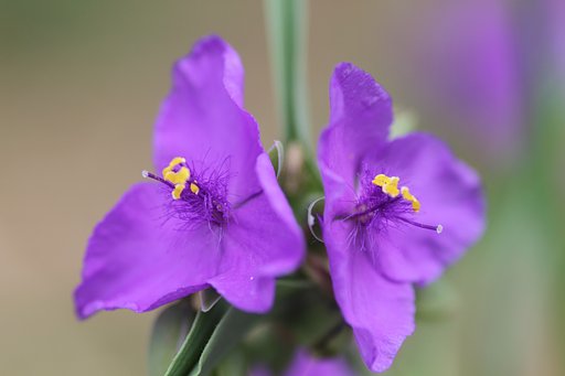 Sigma 105mm F2.8 macro