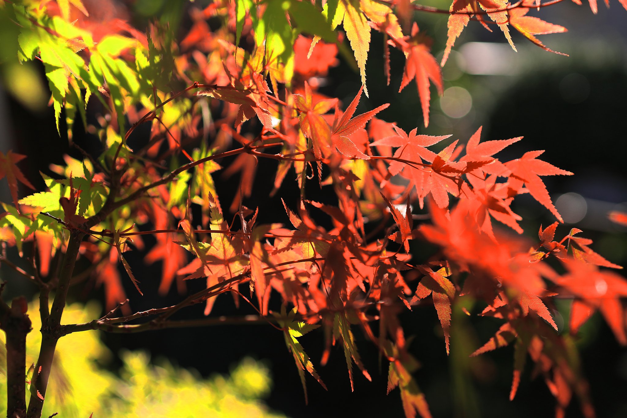 窓辺の紅葉