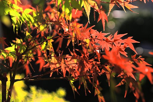 窓辺の紅葉