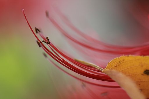 Tamron 90mm f2.8 macro 172E