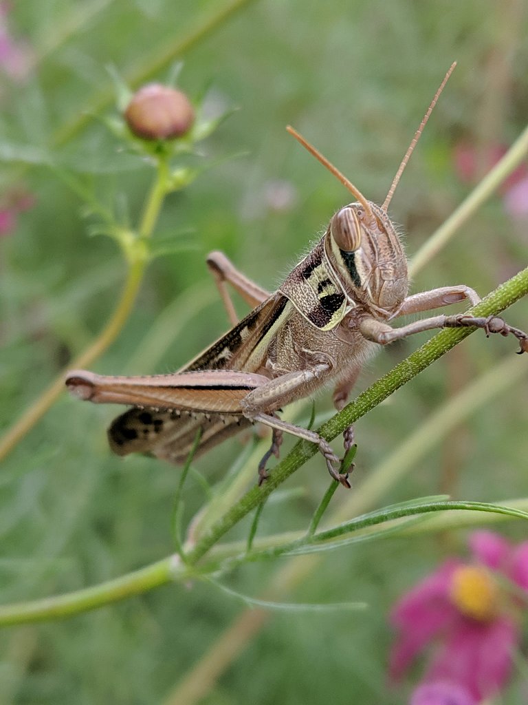 昆虫