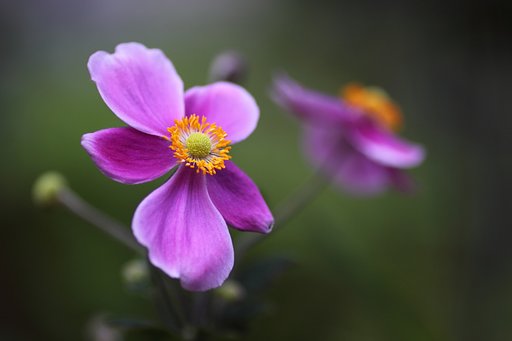 Tamron 90mm f2.8 macro 172E