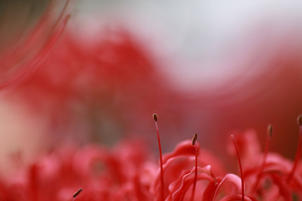 Tamron 90mm f2.8 macro 172E
