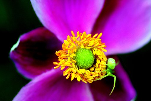 【秋】の字の花に蜘蛛が・・