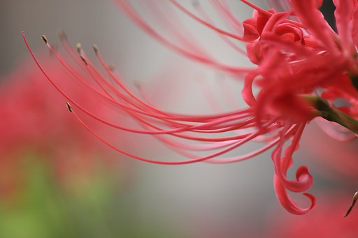 Tamron 90mm f2.8 macro 172E
