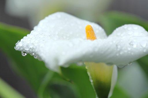 今日の庭撮り