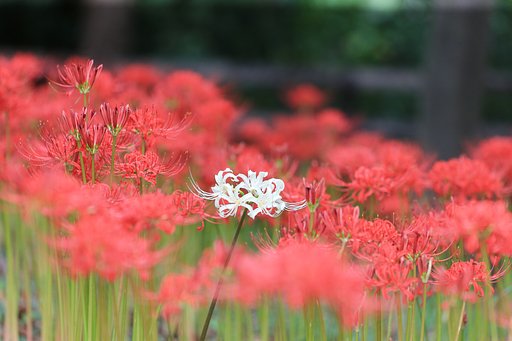 紅一点ならぬ白一点