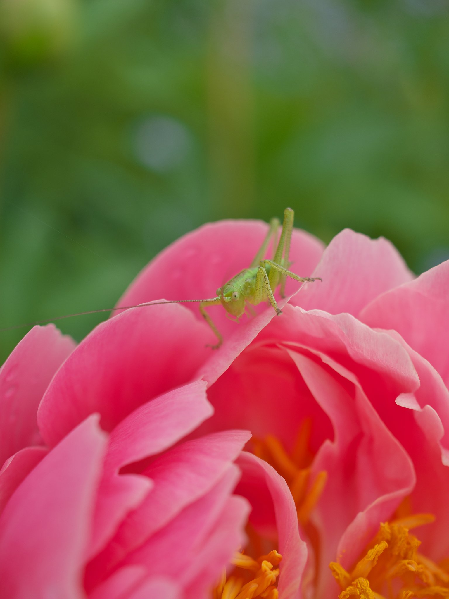 花と虫7