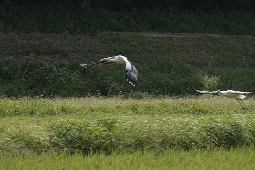 コウノトリ