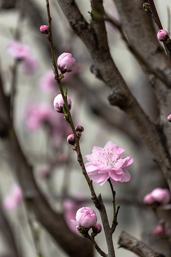 EF100mm f/2.8L Macro IS USM