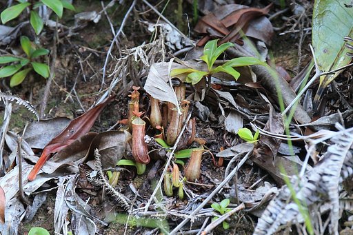 ボルネオ島にて：小さなウツボカズラ